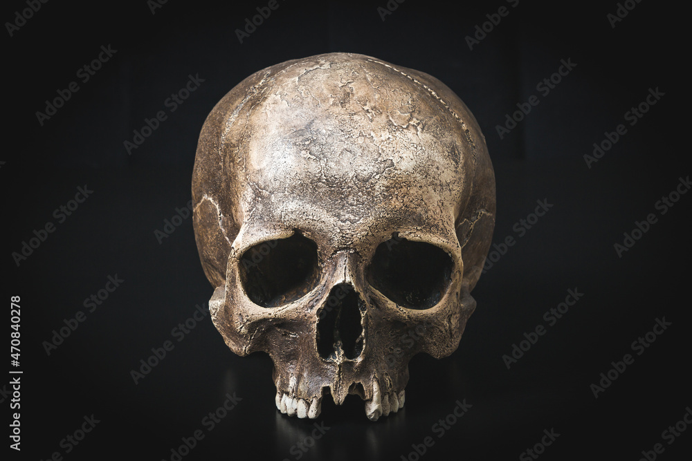 Human skull on a black background. Human skull on a black background.