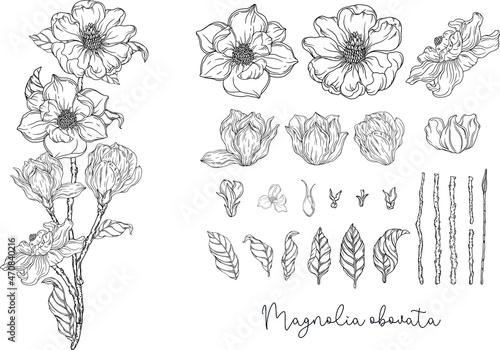 Fototapeta Naklejka Na Ścianę i Meble -  Floral graphic composition. Romantic flowers. Black and white graphics. Botanical illustration. 