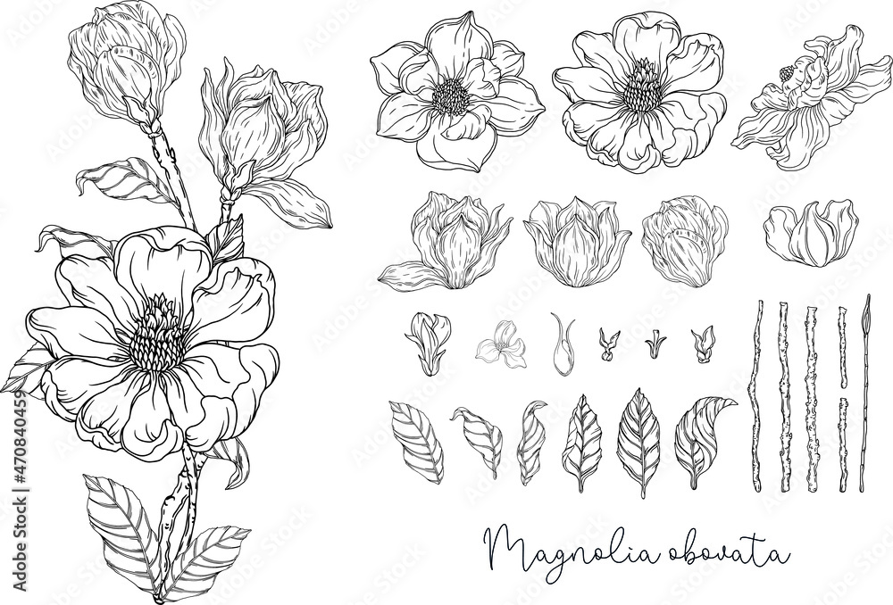 Floral graphic composition. Romantic flowers. Black and white graphics. Botanical illustration. 