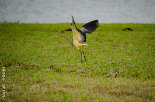 whistling heron landing