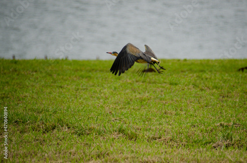 whistling heron flying