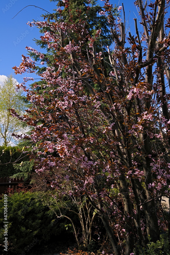 Blooming plum in spring in the garden Blooming plum in spring in the garden