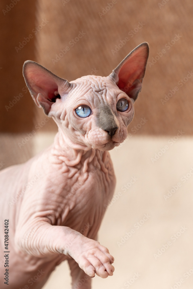 Sphynx Hairless cat with raised paw on checkered beige and brown background. Cute kitten of blue mink and white color, 4 months old, looking away with blue eyes. Home shot. Concept of adorable cats.