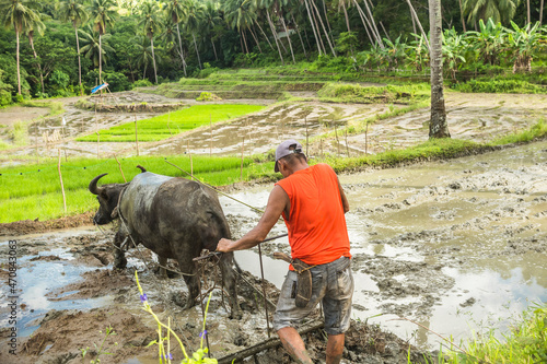 A Filipino farmer in an orange shirt and cap plows a muddy field with a carabao in preparation for planting rice. Rural countryside in Bohol, Philippines. photo