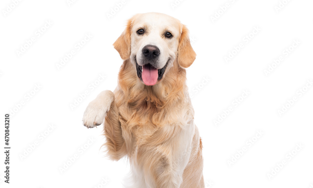 Golden retriever dog with paw up isolated on a white background - obrazy, fototapety, plakaty 