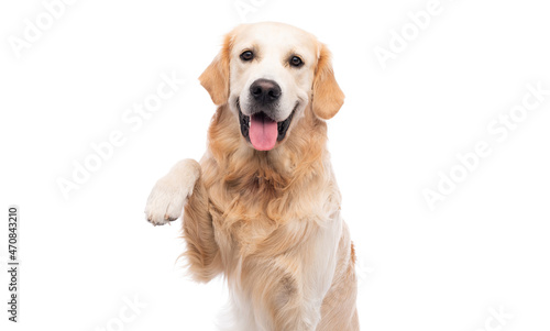 Golden retriever dog with paw up isolated on a white background photo