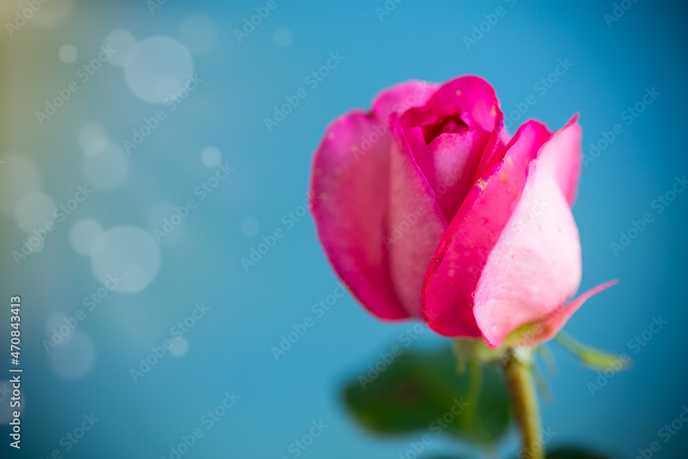 Obraz premium pink beautiful summer roses on abstract background