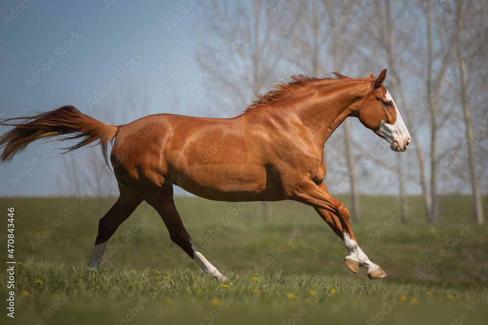 Fototapeta premium Beautiful red horse galloping in the meadow