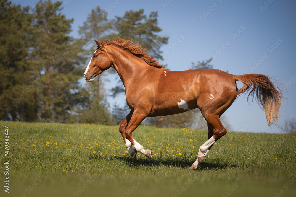 Beautiful red horse galloping in the meadow Beautiful red horse galloping in the meadow