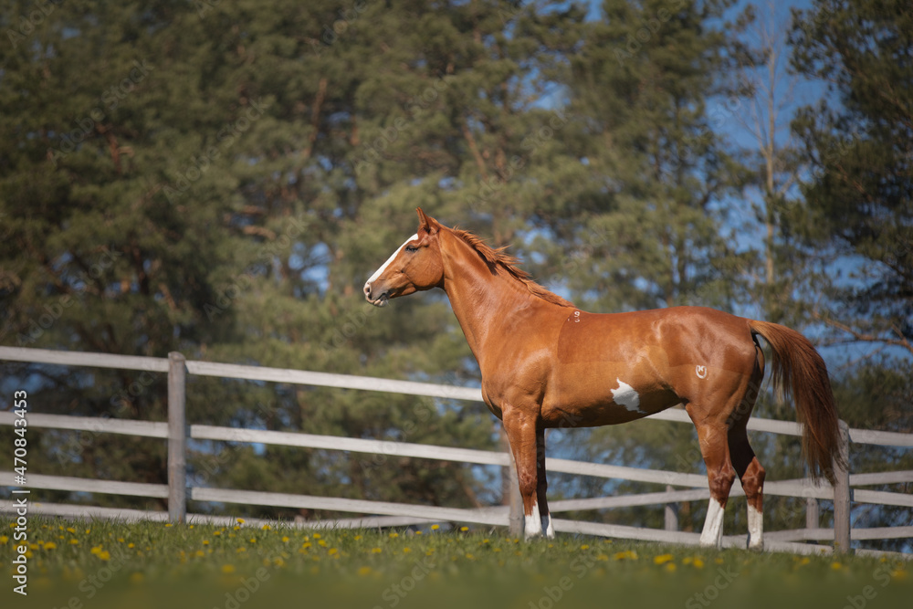 Beautiful red horse galloping in the meadow