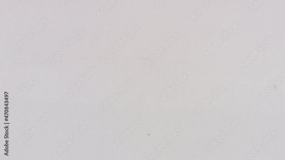 fluttering leaves on a white background fluttering leaves on a white background