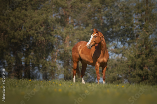 Beautiful red horse galloping in the meadow © julia_siomuha