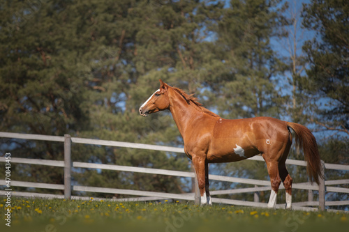 Obraz na płótnie Beautiful red horse galloping in the meadow w salonie