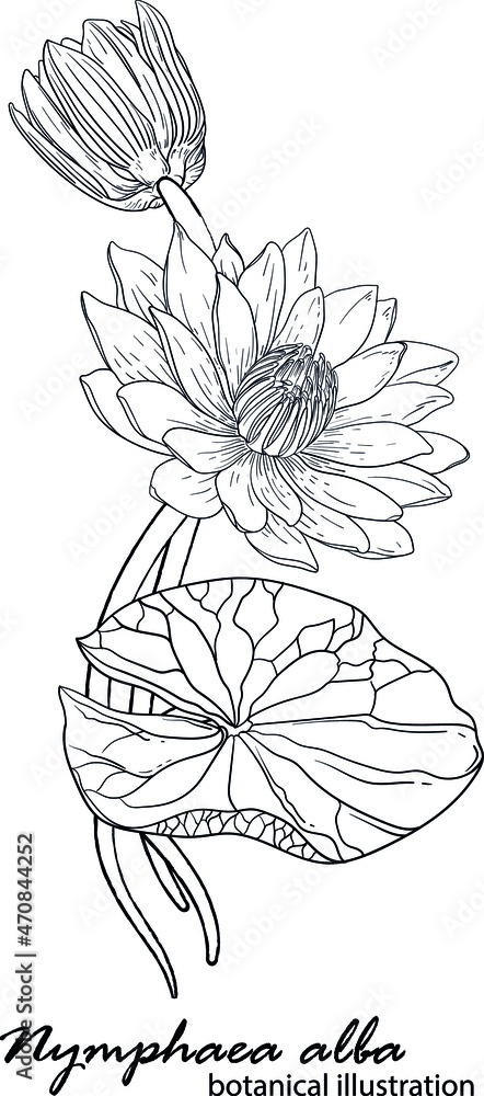 Floral vector wreath with lily flowers. Graphic flowers. Water lily.