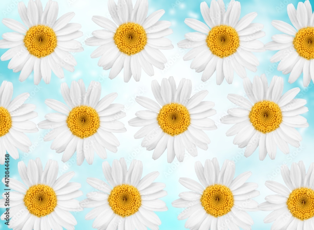 Chamomile flowers set fresh blossom Chamomile flowers set fresh blossom