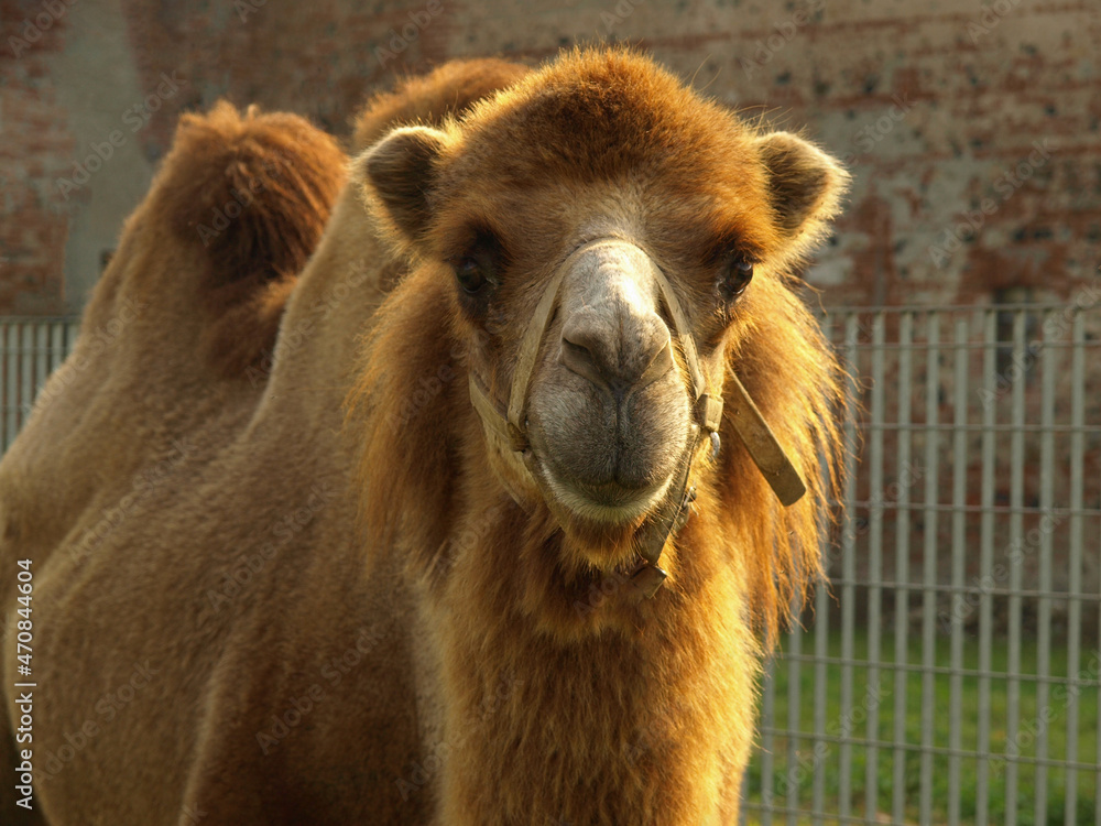 bactrian camel (Camelus bactrianus) mammal animal