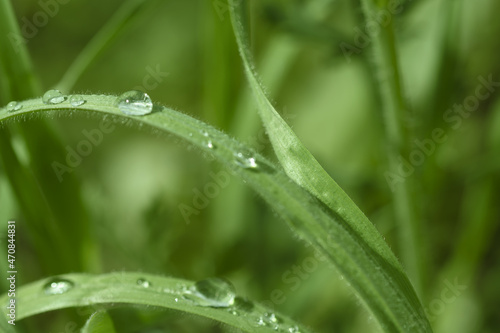 Dew drop on the blurred grass macro photo. Nature green background