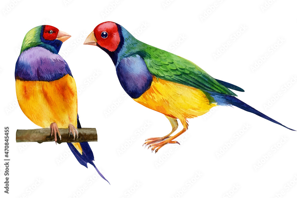 Fototapeta premium Colorful tropical birds. Amadines watercolor illustration. Australia amadina bird