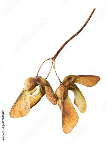 Quadro su tela Acer pseudoplatanus, sycamore tree seeds, Isolated on white.