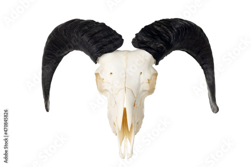 Ram skull with horns isolated on white. Big black twisted horns. Head of a dead animal. Satanic symbol. photo