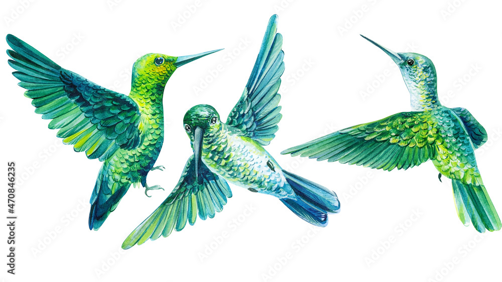 Obraz premium Watercolor hummingbirds. Set of tropical birds on an isolated white background, Trendy print.