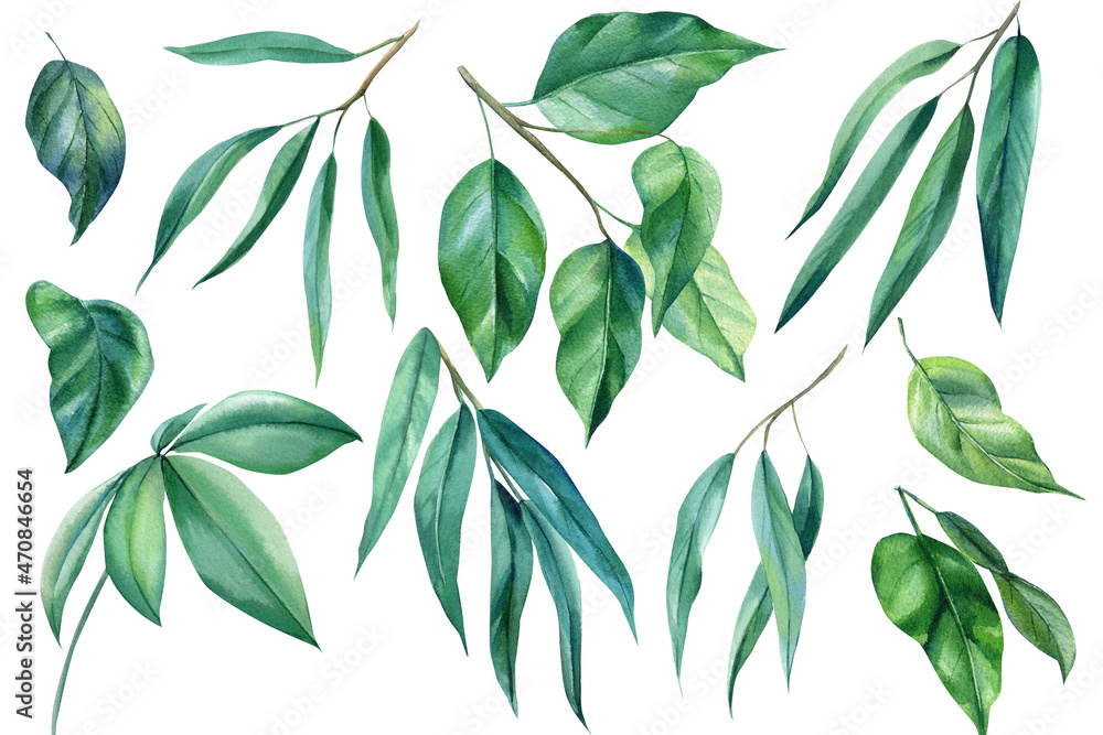Set green tropical leaves watercolor illustration. exotic plant - obrazy, fototapety, plakaty 