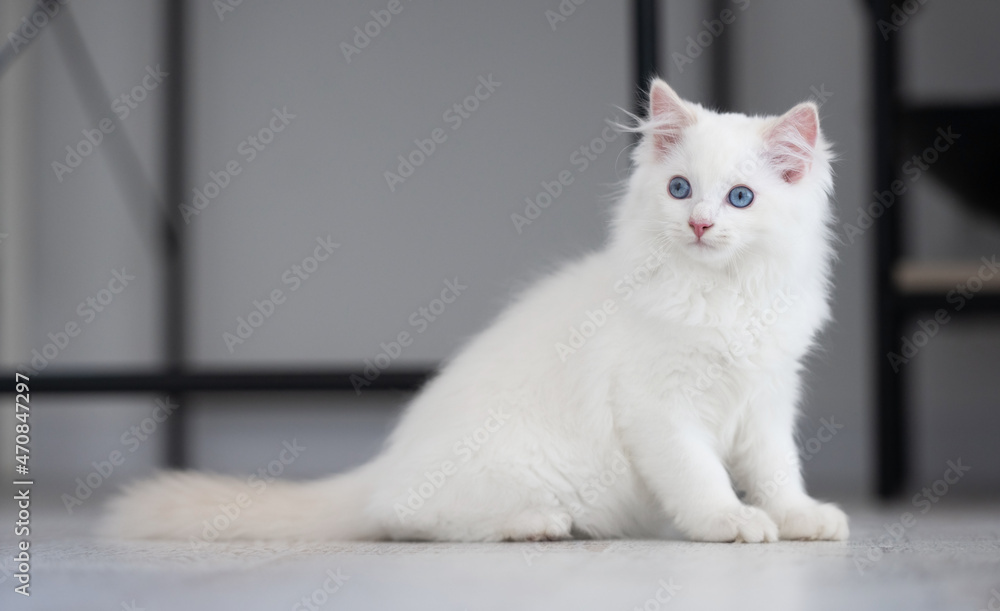 Adorable white fluffy ragdoll cat with beautiful blue eyes and furry tail sitting on the floor and looking back. Domestic purebred feline pet at home