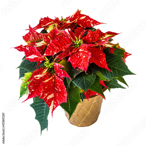 Potted varigated poinsettia plant isolated on white. photo