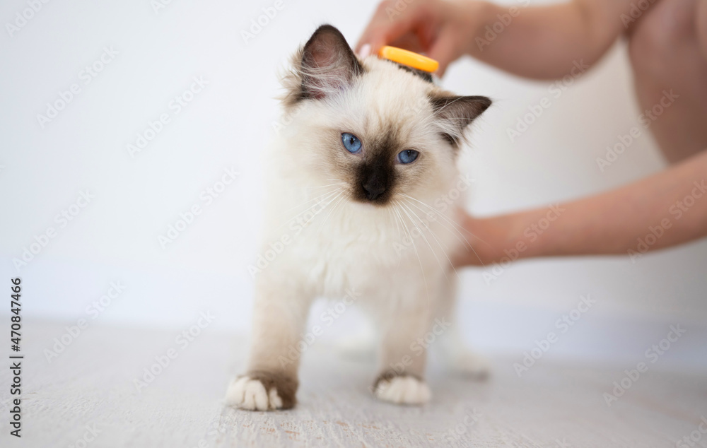 Owner combs out adorable white ragdoll cat with hairbrush at home