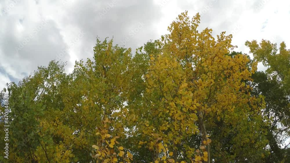 Wind blowing through the Aspens on a mostly cloudy fall day in Colorado. Wind blowing through the Aspens on a mostly cloudy fall day in Colorado.