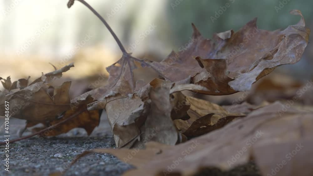 Dry sycamore leaves on the ground slowly moved by the wind on an autumn day Dry sycamore leaves on the ground slowly moved by the wind on an autumn day