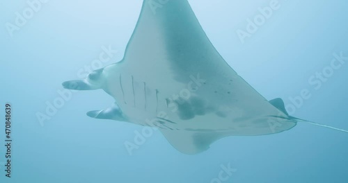 Wallpaper Mural Manta ray swims close by Torontodigital.ca