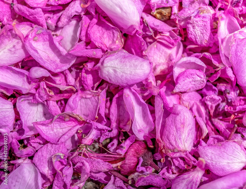 violet-colored lilac petals top view closeup, natural background