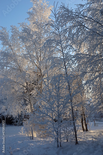 Trees covered with snow at -35 degrees Celsius.