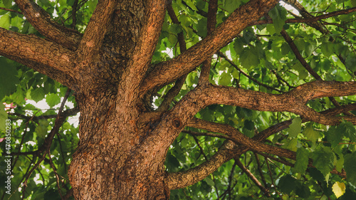 Old linden tree