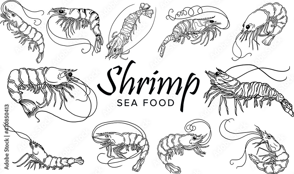 Shrimp prawn icons set. Boiled Shrimp drawing on a white background. Collection shrimp, shrimps without shell, shrimp meat, sushi. Realistic vector illustration for banner, promo Shrimp prawn icons set. Boiled Shrimp drawing on a white background. Collection shrimp, shrimps without shell, shrimp meat, sushi. Realistic vector illustration for banner, promo