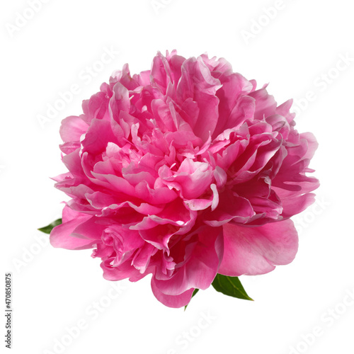 Beautiful rose-shaped peony flower in pink color isolated on white background. © ksi
