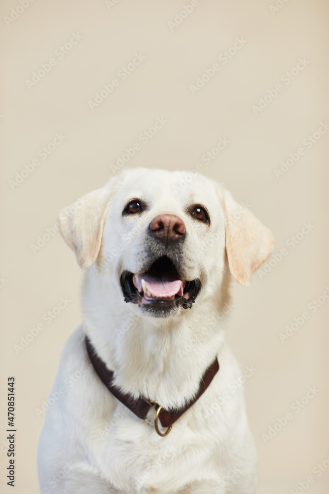 Vertical minimal portrait of white Labrador dog looking up on neutral beige background, copy space
