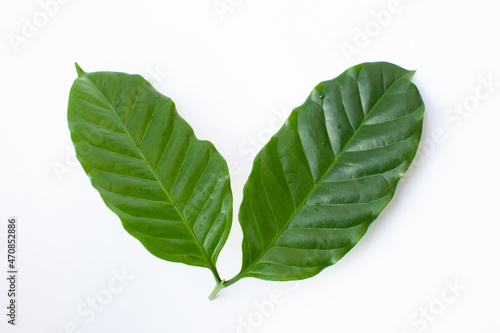 観葉植物「コーヒーの木」の葉