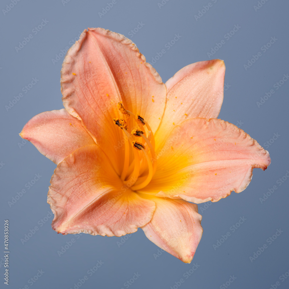 Elegant bright orange daylily flower isolated on gray background.