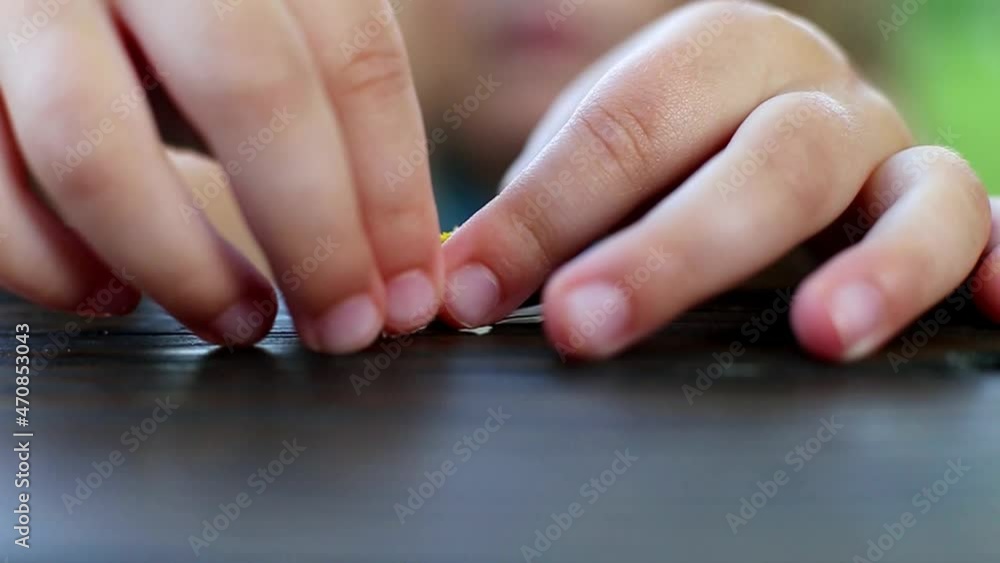 hands of a little girl picking petals from chamomile outdoor close.