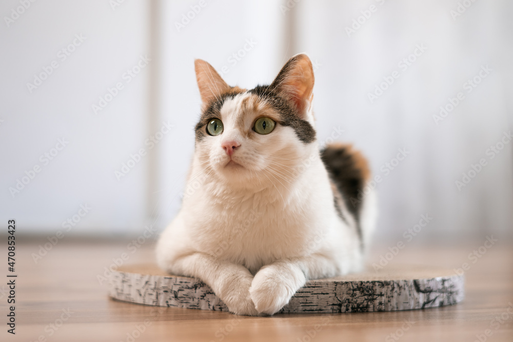 Naklejka premium Cat is lying on a scratching post