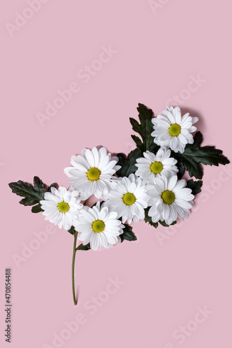 Festive flower composition of large daisies on a pink background.