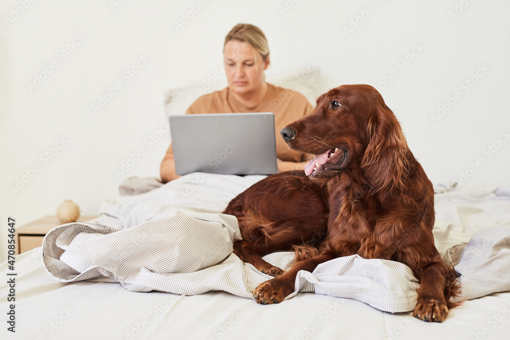 Portrait of long haired dog laying on bed with woman using laptop in background, copy space