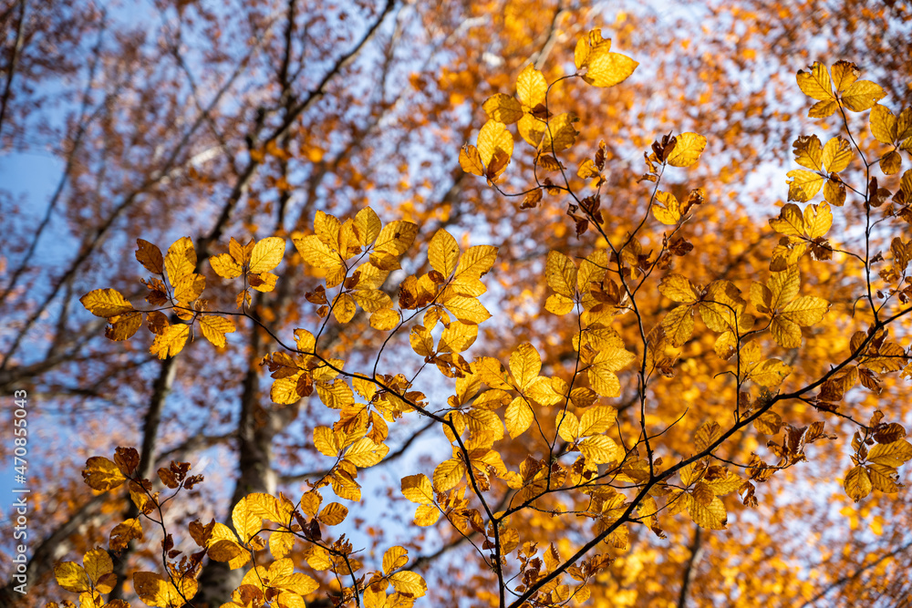 Autumn forest leaves on tree