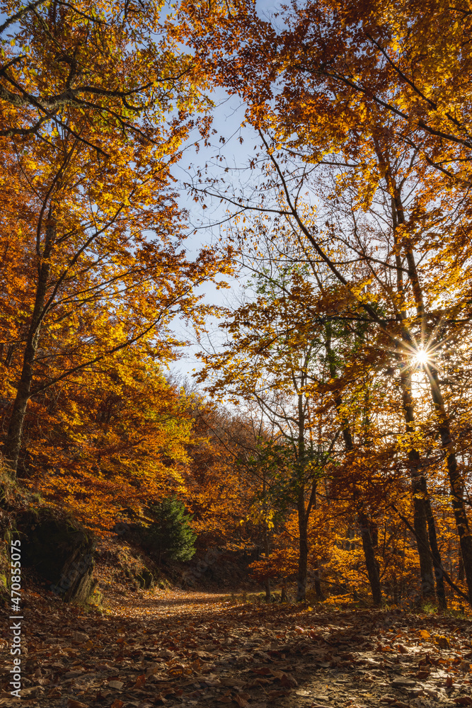 Autumn forest pathway leaves