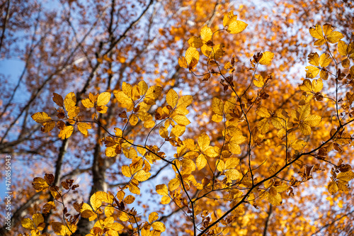 Autumn forest leaves on tree