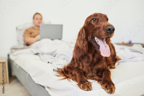 Portrait of long haired dog laying on bed and looking at camera with woman using laptop in background, copy space