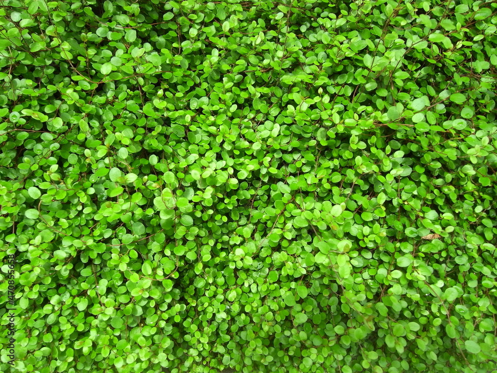 Obraz premium 花壇のワイヤープランツ