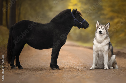 Little pony and big dog